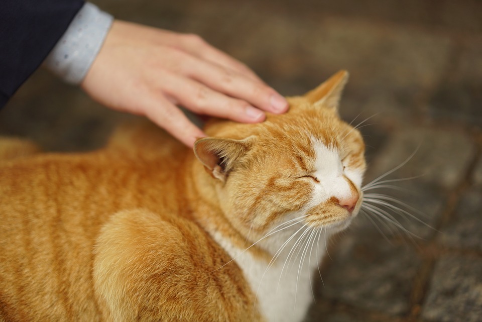 a kitty so happy to be with nice people
